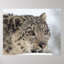 Search for snow leopard art Outdoors