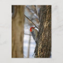 Search for bellies postcards Snow