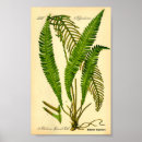 Search for fern posters Antique