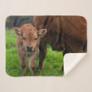 Search for calf blankets Cute