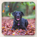 Search for labrador coasters Cute