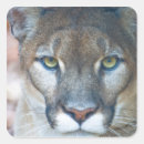 Search for puma stickers Wildlife