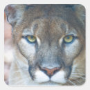 Search for puma stickers Animal