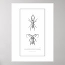 Search for beetle bug posters Illustration