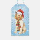 Search for spinone italiano Italian wire haired pointer