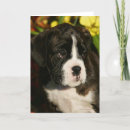 Search for pam cards Boxer