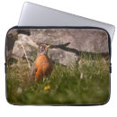 Search for american robin electronics Nature