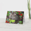 Search for cute pitbull cards Pet