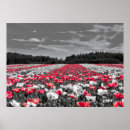 Search for selective colourization posters Flower