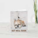 Search for dog get well cards Cheer up