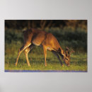 Search for odocoileus posters Nature
