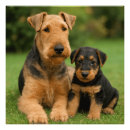 Search for airedale terrier gifts Puppy