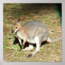 Search for wallaby art Aussie