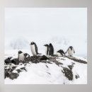 Search for antarctica penguin posters Landscape