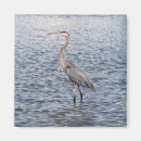 Search for blue heron magnets Animal