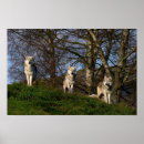Search for timber posters Animal