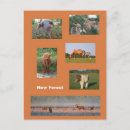 Search for shetland ponies postcards Animals