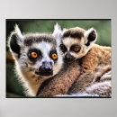 Search for lemur posters Animals