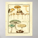 Search for champignons posters Vintage