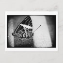 Search for antenna postcards Nature