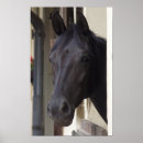 Search for friesians posters Pony