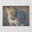 Search for lion cub postcards Looking at camera