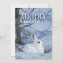 Search for snowshoe hare postcards Winter