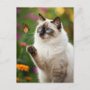 Search for cat and butterfly postcards Kitten