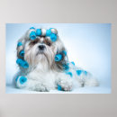 Search for pet grooming art Cute
