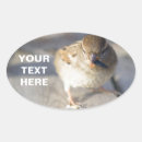 Search for birds oval stickers Funny