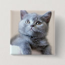 Search for shorthair badges Kitten
