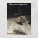Search for cuttlefish postcards Ocean