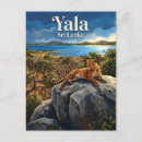 Search for leopard postcards Safari