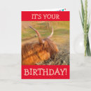 Search for scottish cards Cattle