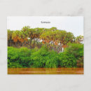 Search for somalia postcards Africa