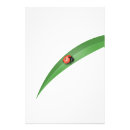 Search for drawing ladybug posters Ladybird