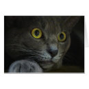Search for spying cards Feline