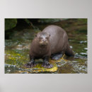 Search for otters posters Nature