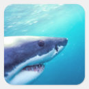 Search for great white shark stickers Wildlife