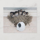 Search for nestled postcards Baby