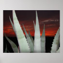 Search for agave posters Southwest