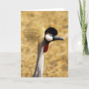 Search for avians cards African