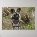 Search for wild dog posters Pets