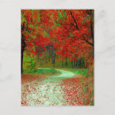 Search for road tree postcards Forest