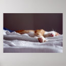 Search for orange tabby posters Funny