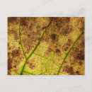 Search for dried postcards Fall