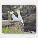 Search for cockatoos electronics Animal
