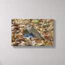 Search for blue jay bird canvas prints Songbird