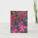 Search for eye catching cards Photography