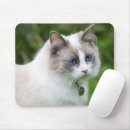 Search for blue eyed electronics Kitten